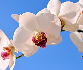 青羊正规助孕捐卵机构，附正规捐卵机构报名表！